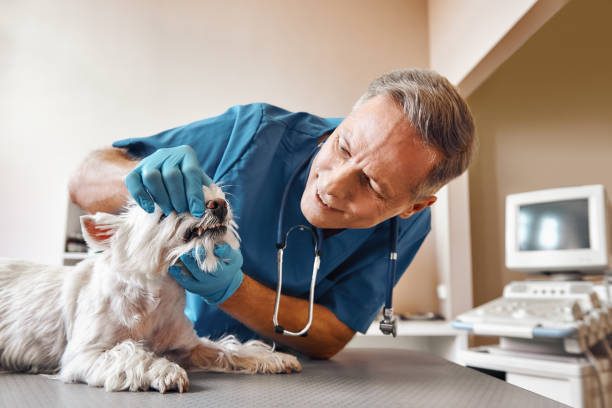 Best Emergency Dental Extractions in Levittown, NY